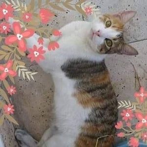 Meet your Posher, Torres